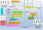 Molecular Insight Into Key Eco-Physiological Process in Bioremediating and Plant-Growth-Promoting Bacteria