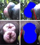Female sexual swelling size, timing of ovulation, and male behavior in wild West African chimpanzees