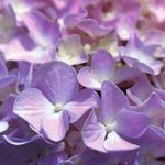 CHEMISTRY CONNECTIONS - PASSPORT TO SCIENCE EXPLORATION - Chemical Educational Foundation