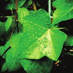 CHEMISTRY CONNECTIONS - PASSPORT TO SCIENCE EXPLORATION - Chemical Educational Foundation