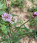 What's Growing On? BASTROP COUNTY MASTER GARDENER ASSOCIATION - Texas Master Gardener Association