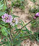 What's Growing On? BASTROP COUNTY MASTER GARDENER ASSOCIATION - Texas Master Gardener Association