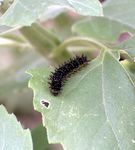 What's Growing On? BASTROP COUNTY MASTER GARDENER ASSOCIATION - Texas Master Gardener Association