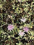 What's Growing On? BASTROP COUNTY MASTER GARDENER ASSOCIATION - Texas Master Gardener Association
