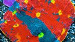 FAUNA MARIN US STYLE PRIMEFRAG SYSTEM - Vibrant and Unique Coral Coloration - Made simple! Successful coral keeping done USA style