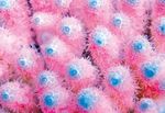 FAUNA MARIN US STYLE PRIMEFRAG SYSTEM - Vibrant and Unique Coral Coloration - Made simple! Successful coral keeping done USA style