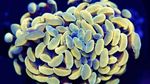 FAUNA MARIN US STYLE PRIMEFRAG SYSTEM - Vibrant and Unique Coral Coloration - Made simple! Successful coral keeping done USA style
