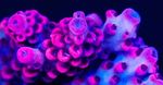 FAUNA MARIN US STYLE PRIMEFRAG SYSTEM - Vibrant and Unique Coral Coloration - Made simple! Successful coral keeping done USA style