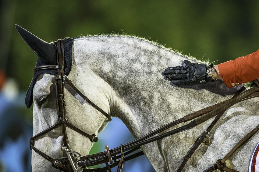 FEI Bid Guide FEI World Cup Finals 20222023 2024 Version 1.0