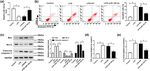 MiR-128-3p inhibits apoptosis and inflammation in LPS-induced sepsis by targeting TGFBR2