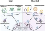 Gene Editing and Gene Therapy: Entering Uncharted Territory in Veterinary Oncology