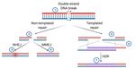 Gene Editing and Gene Therapy: Entering Uncharted Territory in Veterinary Oncology