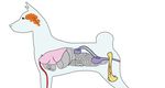 Gene Editing and Gene Therapy: Entering Uncharted Territory in Veterinary Oncology