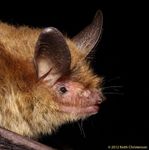 Washington, D.C. Bat Species List - DOEE.DC.Gov.