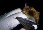 Washington, D.C. Bat Species List - DOEE.DC.Gov.