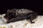 Washington, D.C. Bat Species List - DOEE.DC.Gov.