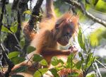 CONFERENCE PROGRAM - UNIVERSITY OF ILLINOIS - CHICAGO JULY 23-27, 2019 - Animal Behavior Society