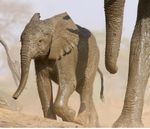 CONFERENCE PROGRAM - UNIVERSITY OF ILLINOIS - CHICAGO JULY 23-27, 2019 - Animal Behavior Society