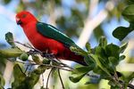 NSW Parks & Reserves Birding & Natural History small group tour - Inala Nature Tours