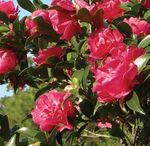 New Plants for 2018 - American Horticultural ...