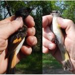Bird banding update for spring of 2018 - Farm Island and Oahe Downstream, South Dakota - South Dakota Game, Fish, and Parks