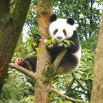 Pandas - BEARING FRUIT - WWF