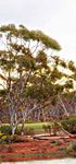 STRATEGIC OVERVIEW PLANNING FOR GROWTH UNDER THE REGIONAL CENTRES DEVELOPMENT PLAN - Goldfields-Esperance ...