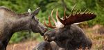 Alaska Wildlife Encounter 2021 - June 25 July 23 August Nights on Land in Alaska ...