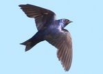 ATTRACTING PURPLE MARTINS TO YOUR YARD - By Anne Frischkorn and Doris Heard American Bird Conservancy