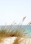 YEAR IN REVIEW - THE CONE ROAD PROJECT AND HOW IT BENEFITS OUR LAGOON'S HEALTH - Titusville Chamber of Commerce