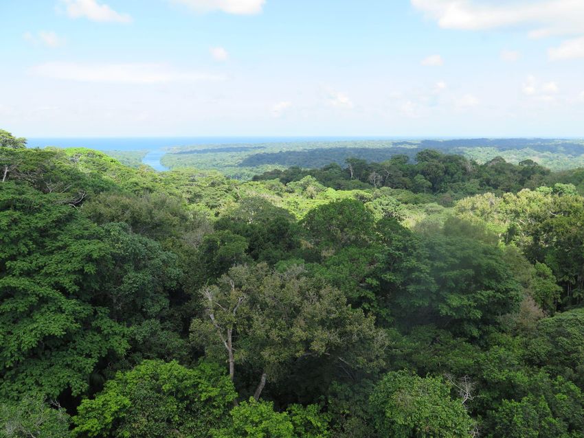 NGEETropics Poster Abstract Package 2021 ESS PI Meeting