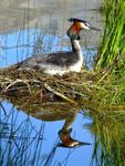 The Ohau Conservation Trust - Restoring the Balance: A Biodiversity and Natural Heritage