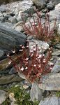 The Ohau Conservation Trust - Restoring the Balance: A Biodiversity and Natural Heritage