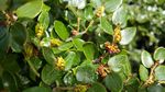 The Ohau Conservation Trust - Restoring the Balance: A Biodiversity and Natural Heritage
