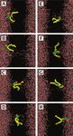 Molecular Mechanism for Lipid Flip-Flops