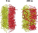 Molecular Mechanism for Lipid Flip-Flops