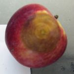 Evaluation of microbiological contamination of apple fruit stored in a modified atmosphere
