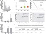 Original Article Collagen type VI regulates the CDK4/6-p-Rb signaling pathway and promotes ovarian cancer invasiveness, stemness, and metastasis