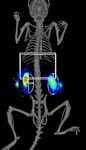 Imaging Hepatocellular Liver Injury using NIR-labeled Annexin V