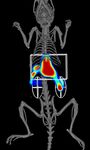 Imaging Hepatocellular Liver Injury using NIR-labeled Annexin V