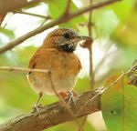 An update on birding in guyana - following the neotropical bird club guyana 2009 tour chris collins and Barry walker