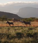 The Samburu Express Safari - Saruni