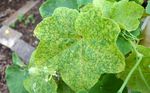 Cucumber Mosaic Virus in Hawai'i - Mark Dragich, Michael Melzer, and Scot Nelson Department of Plant Protection and Environmental Protection Sciences