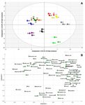 Metabolic Profiling of Nine Mentha Species and Prediction of Their Antioxidant Properties Using Chemometrics - MDPI