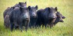 African swine fever - Overview report DG Health and Food Safety - preparedness