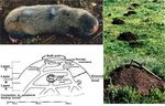 Pronounced cancer resistance in a subterranean rodent, the blind mole-rat, Spalax: in vivo and in vitro evidence - Manov et al.
