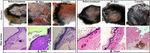 Pronounced cancer resistance in a subterranean rodent, the blind mole-rat, Spalax: in vivo and in vitro evidence - Manov et al.