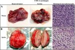 Pronounced cancer resistance in a subterranean rodent, the blind mole-rat, Spalax: in vivo and in vitro evidence - Manov et al.