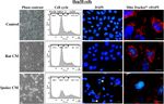 Pronounced cancer resistance in a subterranean rodent, the blind mole-rat, Spalax: in vivo and in vitro evidence - Manov et al.