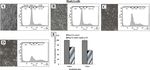 Pronounced cancer resistance in a subterranean rodent, the blind mole-rat, Spalax: in vivo and in vitro evidence - Manov et al.
